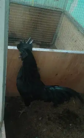 Ayam cemani lidah hitam