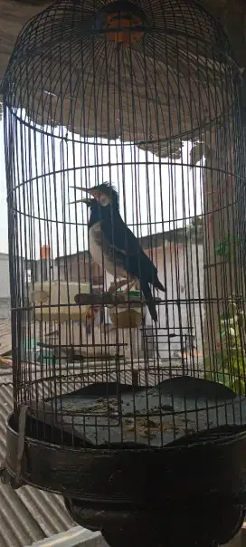 Jalak suren jawa