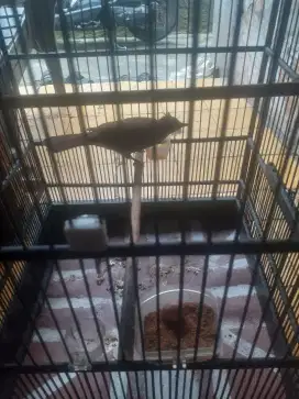 Burung masteran JM