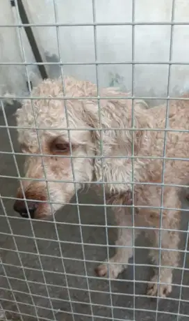 Dijual anjing poodle usia 2 tahun lebih