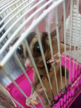 Sugar glider  lucu
