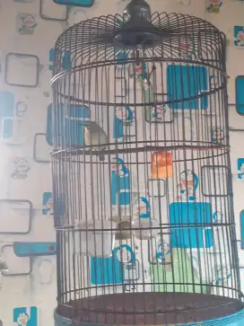 Burung pleci+sangkar