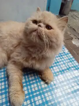 Indukan proven 2x peaknose longhair