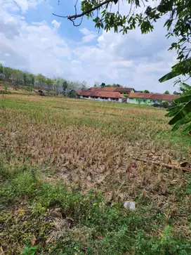 Tanah Luas 18 ribu meter2 Bisa Untuk Pertanian-Agriwisata di Grobogan