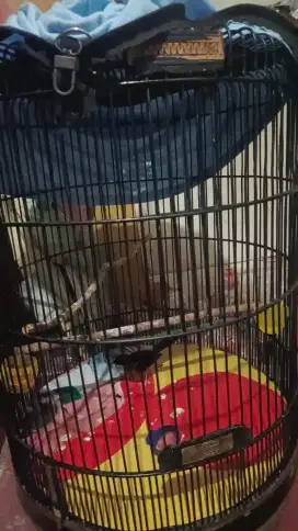 di jual sangkar + isi