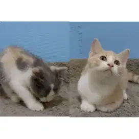 Munchkin Scottish fold