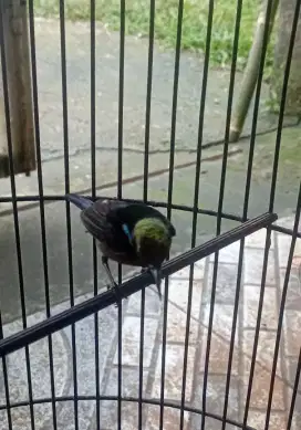 Konin / Kolibri Ninja Rajin