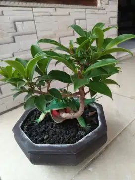 Bonsai jenis elegan
