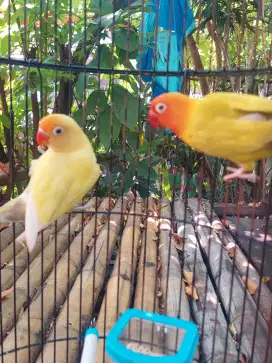Lovebird Cremino Mh x PF Gren sepasang Fs