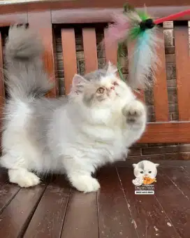 KUCING MUNCHKIN MINUET BETINA (CEBOL PESEK) WARNA FAVORIT