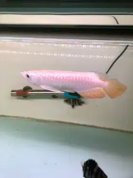 Arowana Golden Red Highback istimewa
