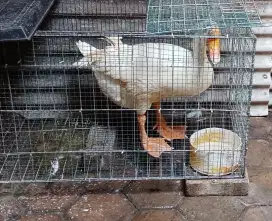 Dijual seekor Suang jantan