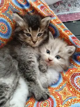 Kitten Anggora 3 bulanan