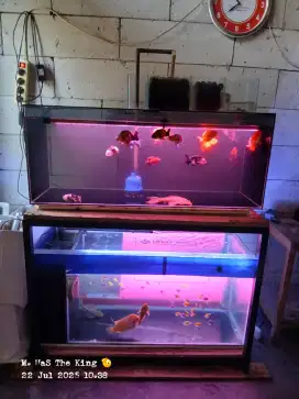 Aquarium dan Rak