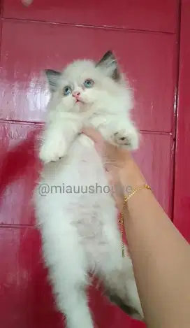 KITTEN RAGDOLL blueyes