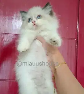 KITTEN RAGDOLL BLUEYES