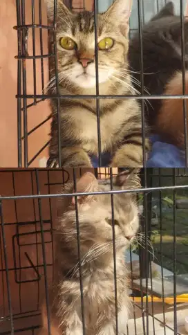 Open adopt 2 kucing
