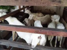 layanan aqiqoh surabaya
