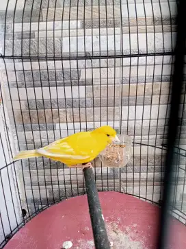 Kenari stabilo jantan