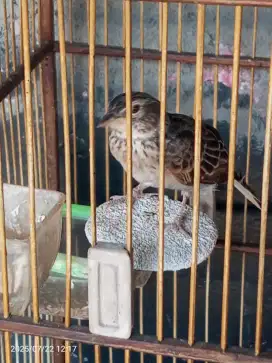 Branjangan dewasa rajin bunyi