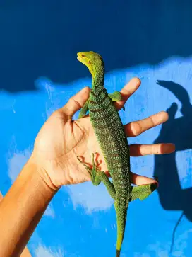 Kadal pohon hijau papua