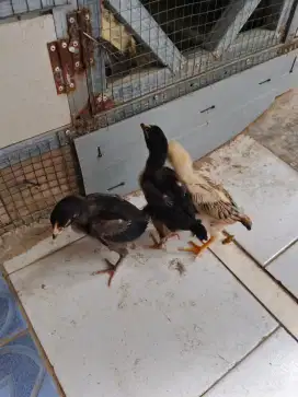 Anakan ayam bangkok