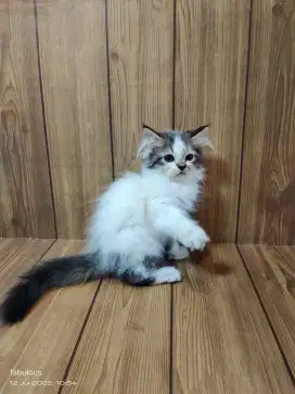 Kucing Kitten Persia