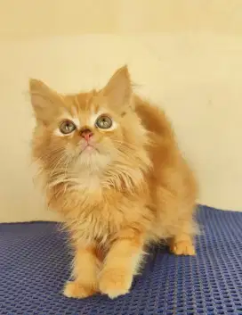 Persia med long hair x bsh scottish fold