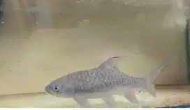 Ikan mahseer 35cm