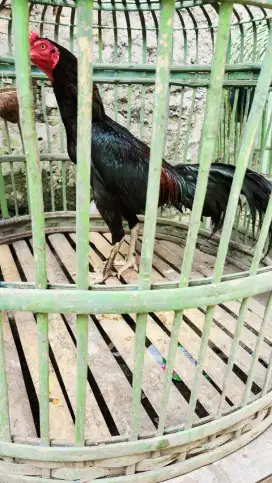 Jual Ayam Bangkok birma