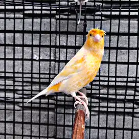 Kenari AF Jambul/Gloster Sunkist - Jantan Gacor
