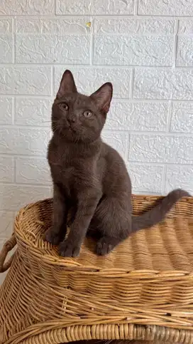 Kucing BSH Cinnamon Betina 4,5 Bulan