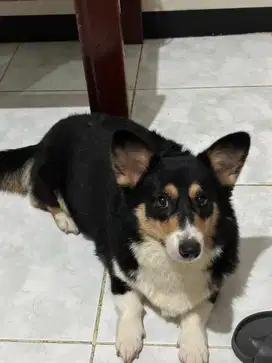 Corgi Betina Indukan Tricolor