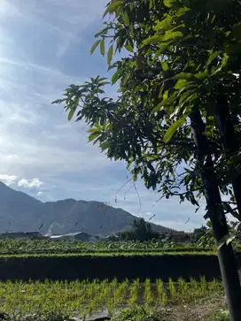 Tanah Sawah di Jual Akses Mobil