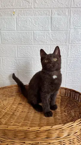 Kucing BSH Choco Jantan 4,5 Bulan