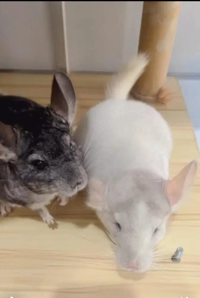 Chinchilla sepasang