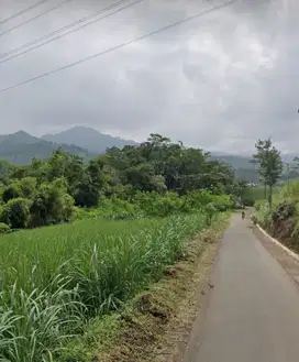 TANAH KEBUN TEBU LOKASI BUSU JABUNG MALANG