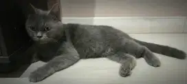 BSH British Shorthair betina