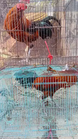 2 Ayam jago usia 8 bulan