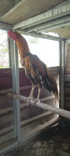 Jual ayam ekor lidi