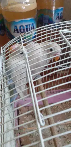 Love bird violet sepasang umur 1,5 bulan gacor