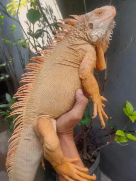 Iguana red albino jumbo