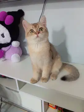 BRITISH SHORTHAIR/BSH GOLDEN