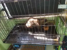 Di jual musang pandan