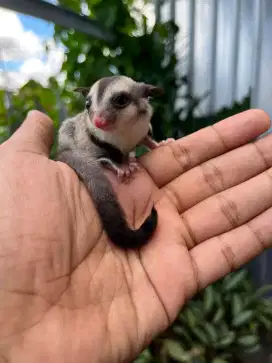 Sugar glider raja murah