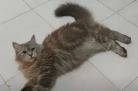 Kucing himalaya mix mainecoon coklat marble
