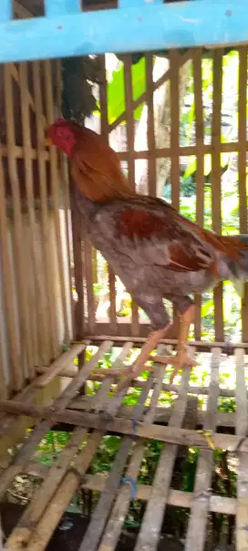 Jual ayam Bangkok klasik