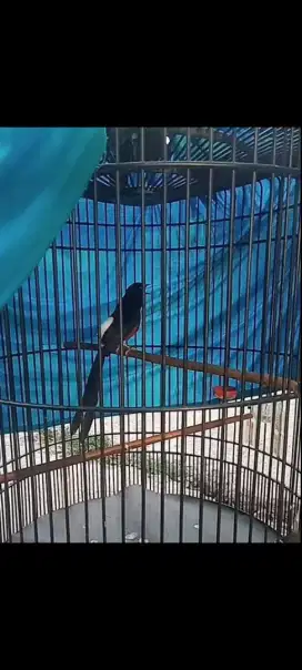 Burung murai medan gacor