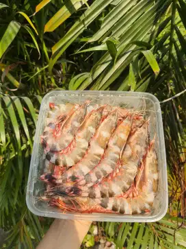 Udang tiger/ windu