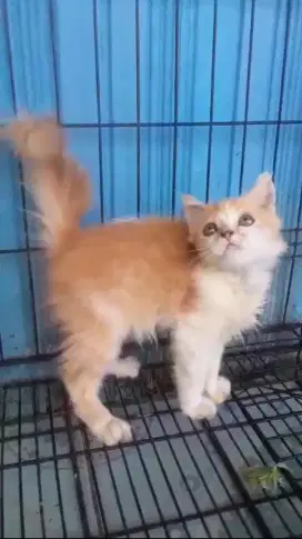 Kitten persia  jantan